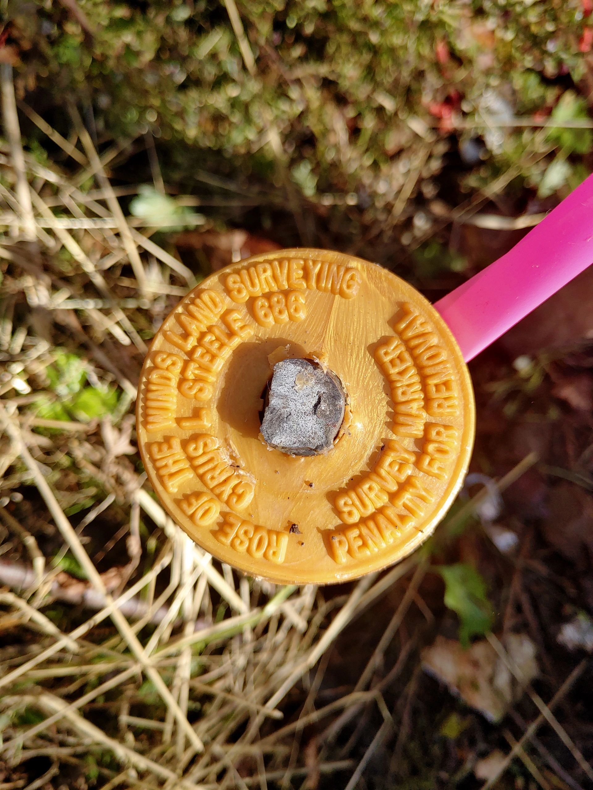 Yellow survey disk in dry grass with pink stake