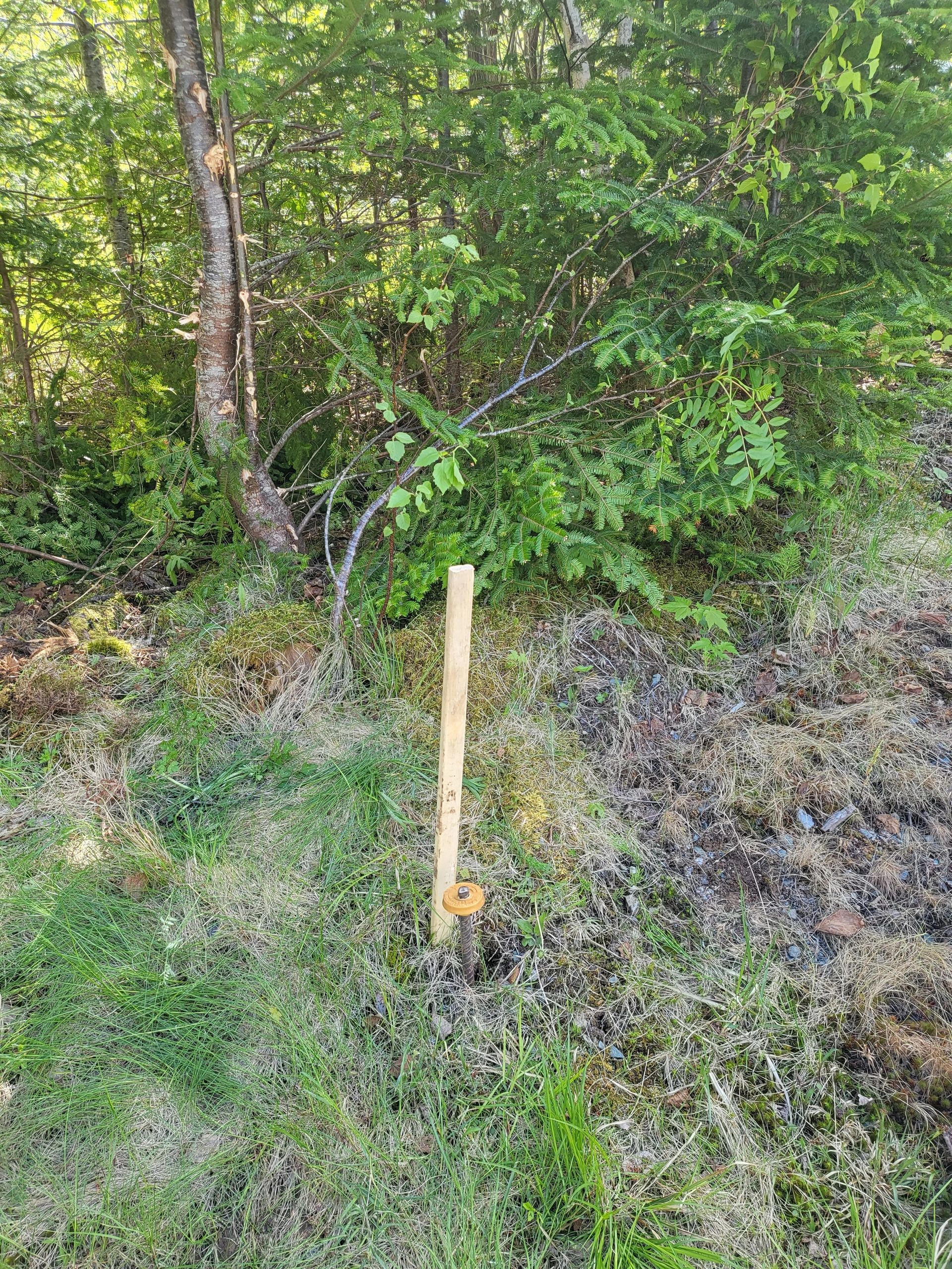 Wooden survey stake with yellow marker in forest clearing