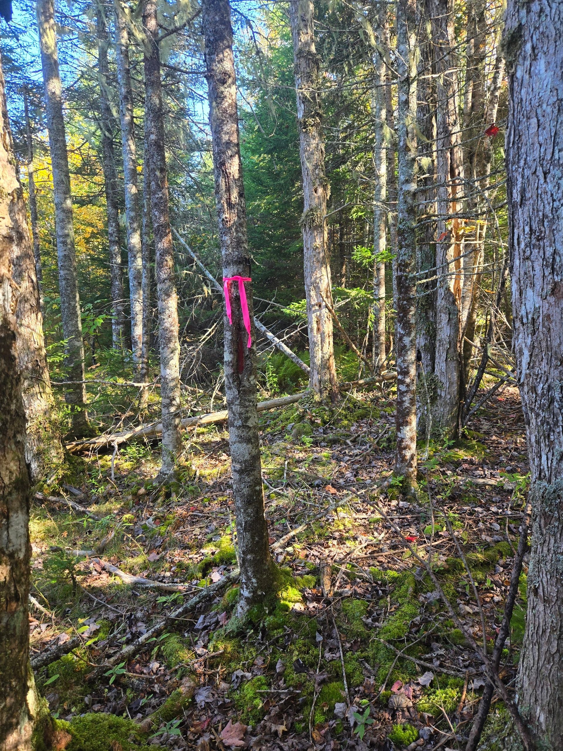 Dense forest with pink ribbon marker on tree in distance